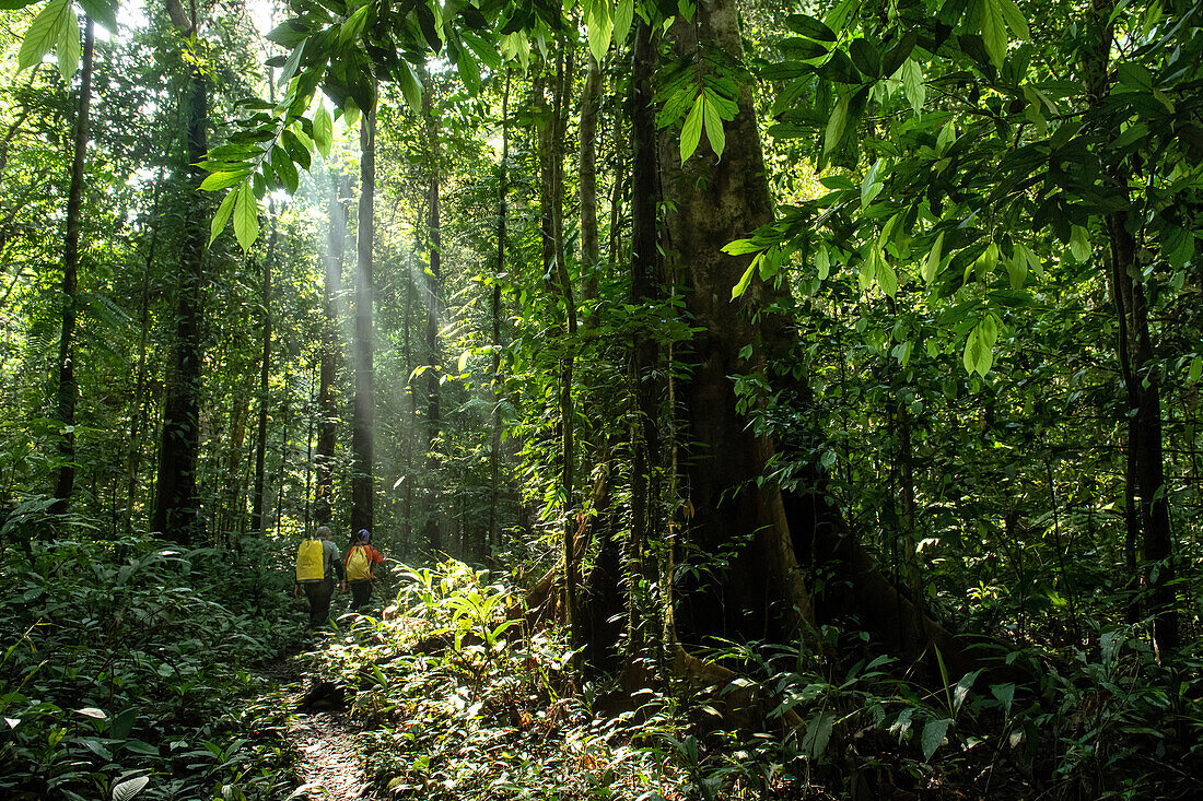 Rückenansicht von zwei Forschern und Höhlenforschern beim Trekking durch den Regenwald auf einer Expedition im Gunung Mulu National Park; Sarawak, Borneo, Malaysia