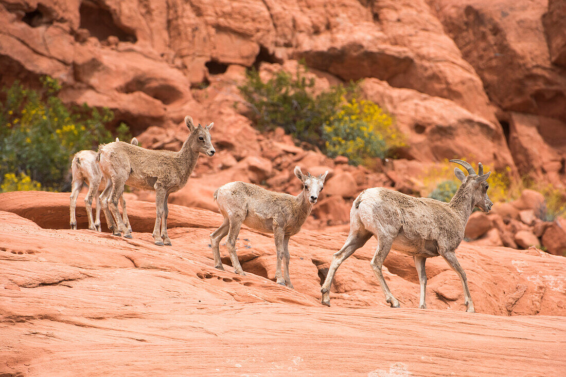 Desert Bighorn (Ovis canadensis nelsoni) ewes and lambs in red-rock cliffs with yellow flowered Brittlebush (Encelia farinosa) in Valley of Fire State Park; Nevada, United States of America