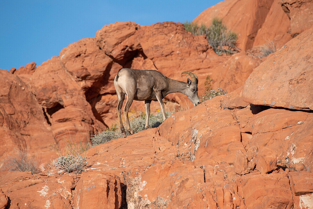 Desert Bighorn (Ovis canadensis nelsoni) ewe standing on the red-rock cliffs grazing on the shrubs in Valley of Fire State Park; Nevada, United States of America