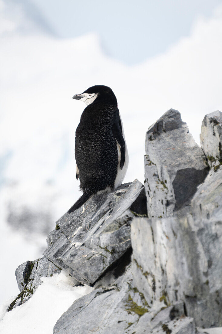 Chinstrap penguin (Pygoscelis antarcticus) ooks left from rocky ridge; Antarctica