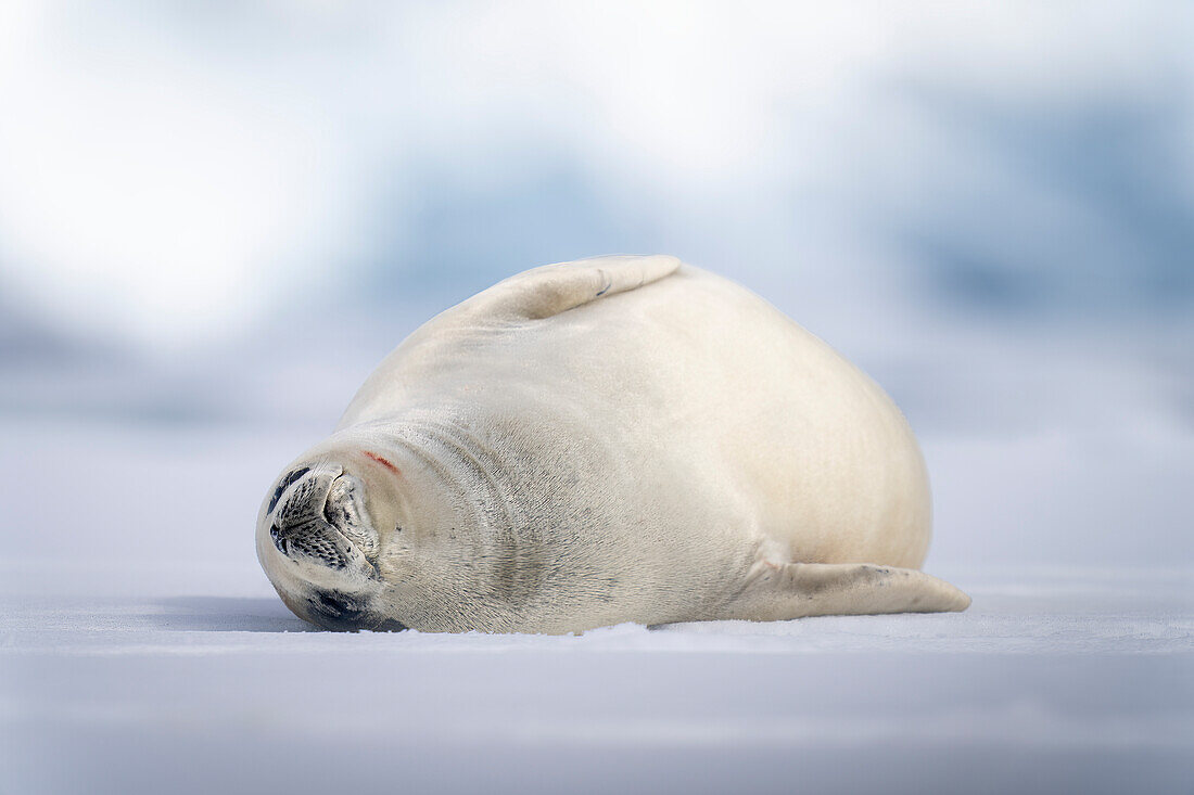 Krabbenfresserrobbe (Lobodon carcinophaga) liegt dösend auf einer Eisscholle; Antarktis