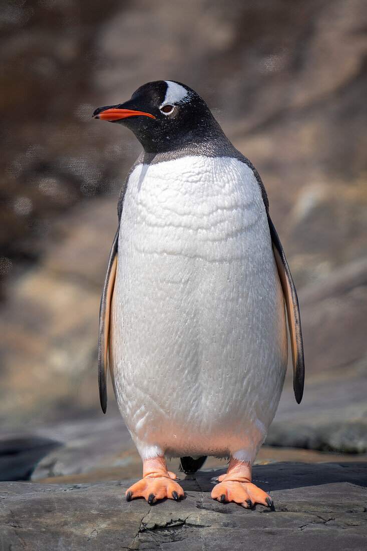 Gentoo penguin (Pygoscelis papua) standing on rock facing camera; Antarctica