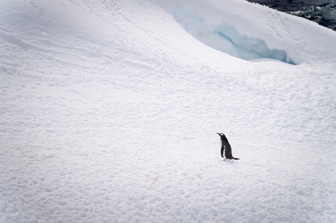 Eselspinguin (Pygoscelis papua) steht unterhalb eines Hügels im Schnee; Antarktis