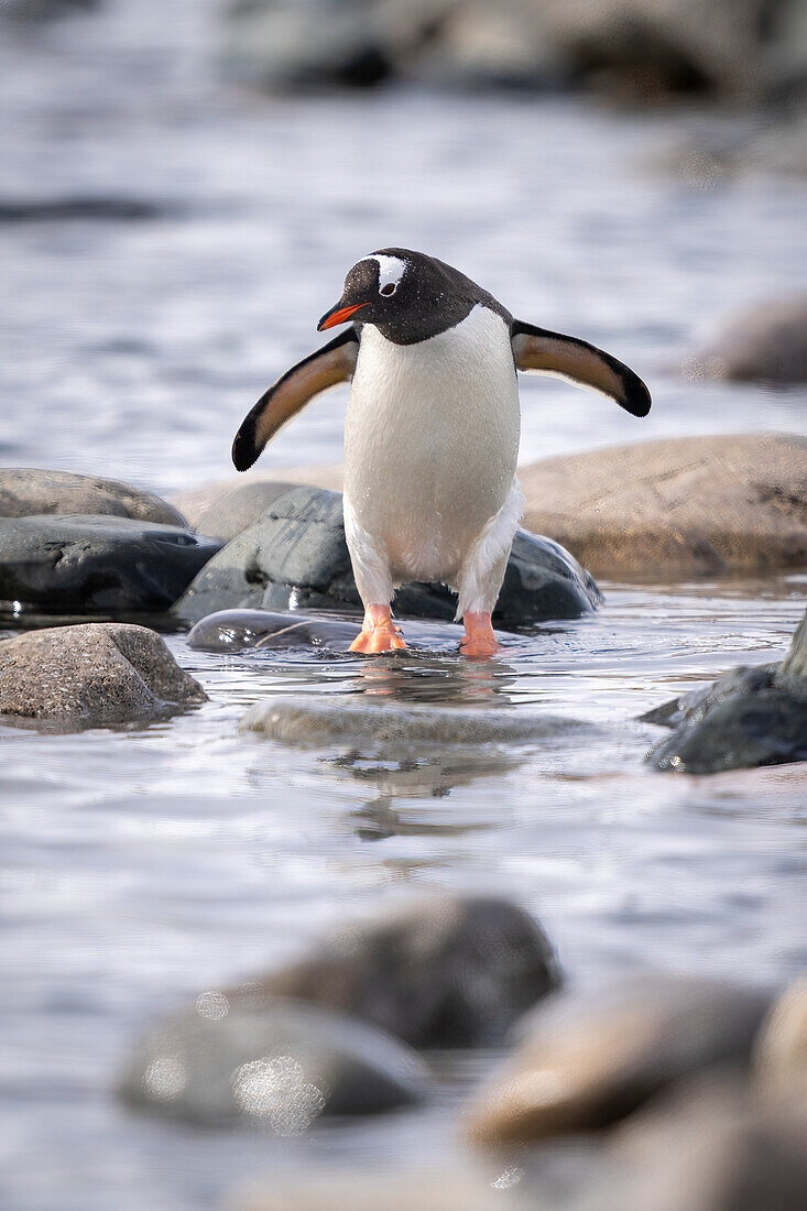 Portrait of a gentoo penguin (Pygoscelis papua) stands on rocks in shallow water; Cuverville Island, Antarctica