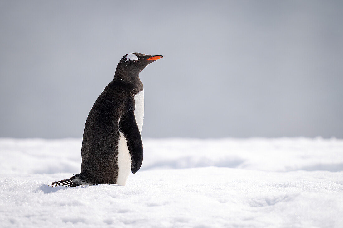 Portrait of a gentoo penguin (Pygoscelis papua) standing in the snow, facing right; Cuverville Island, Antarctica
