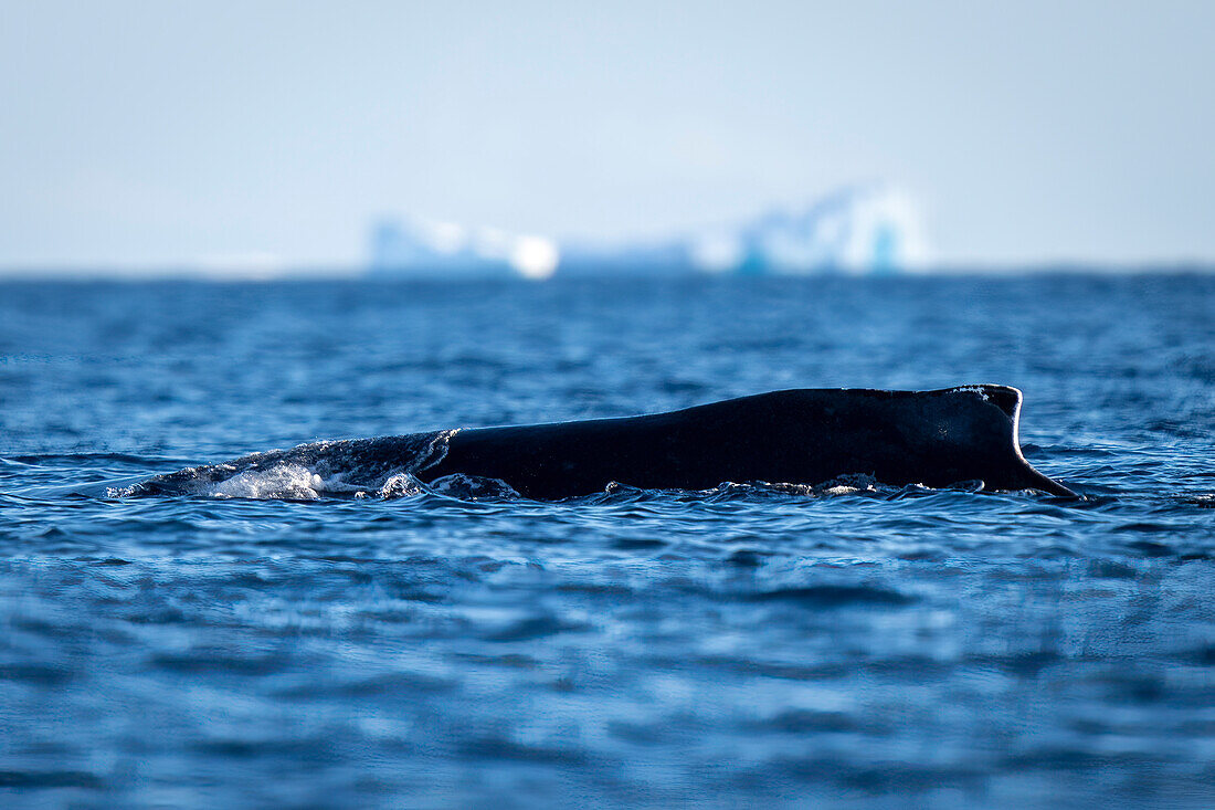 Buckelwal (Megaptera novaeangliae) taucht im Sonnenschein vor Enterprise Island an einem Eisberg auf; Wilhelmina Bay, Antarktis