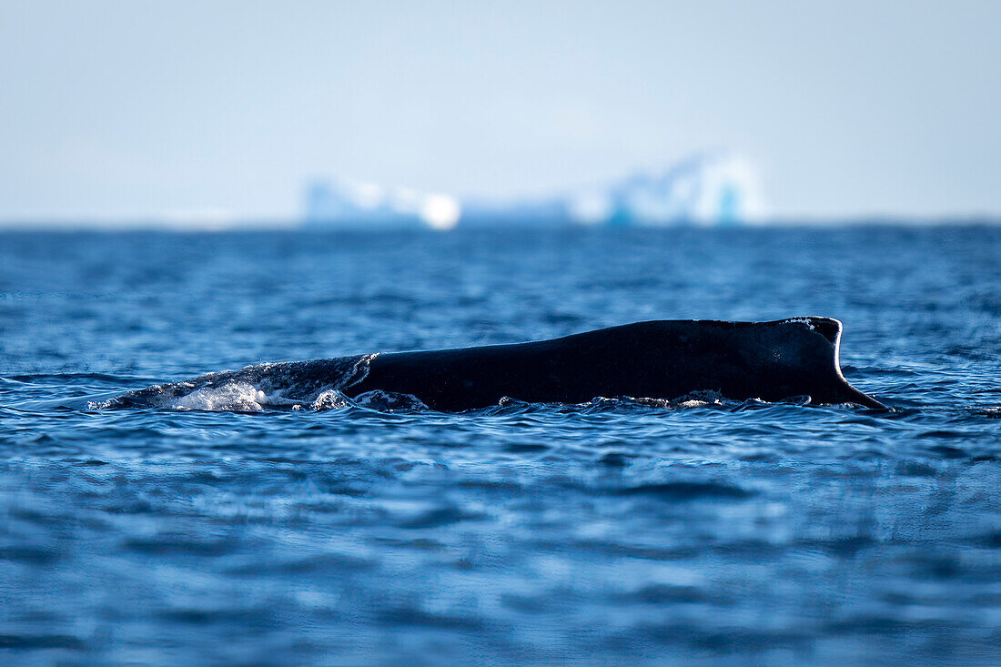Humpback whale (Megaptera novaeangliae) surfaces by iceberg in sunshine off Enterprise Island; Wilhelmina Bay, Antarctica