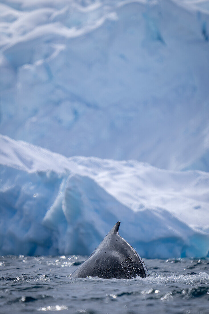 Humpback whale (Megaptera novaeangliae) surfaces near iceberg in sunshine off Enterprise Island; Wilhelmina Bay, Antarctica