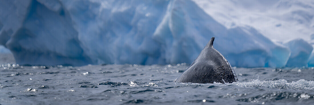 Humpback whale (Megaptera novaeangliae) surfaces near iceberg in sunshine off Enterprise Island; Wilhelmina Bay, Antarctica