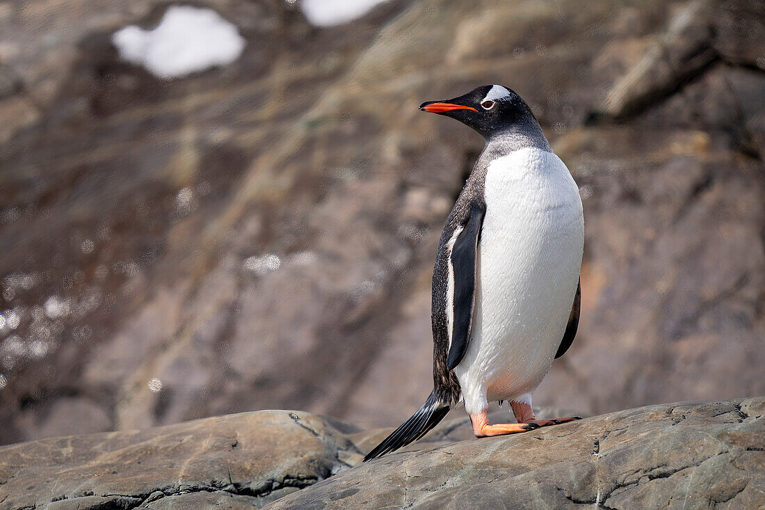 Portrait of a gentoo penguin (Pygoscelis papua) standing on rocks, turning head; Antarctica