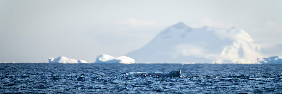 Humpback whale (Megaptera novaeangliae) surfaces by iceberg in sunshine off Enterprise Island; Wilhelmina Bay, Antarctica