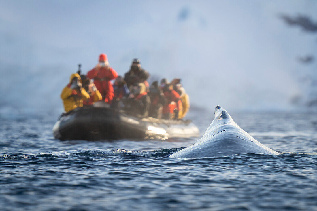 A humpback whale (Megaptera novaeangliae) surfaces just in front of an inflatable boat packed with photographers wearing multi-colored jackets and taking pictures with cameras, off Enterprise Island; Antarctic Peninsula, Antarctica