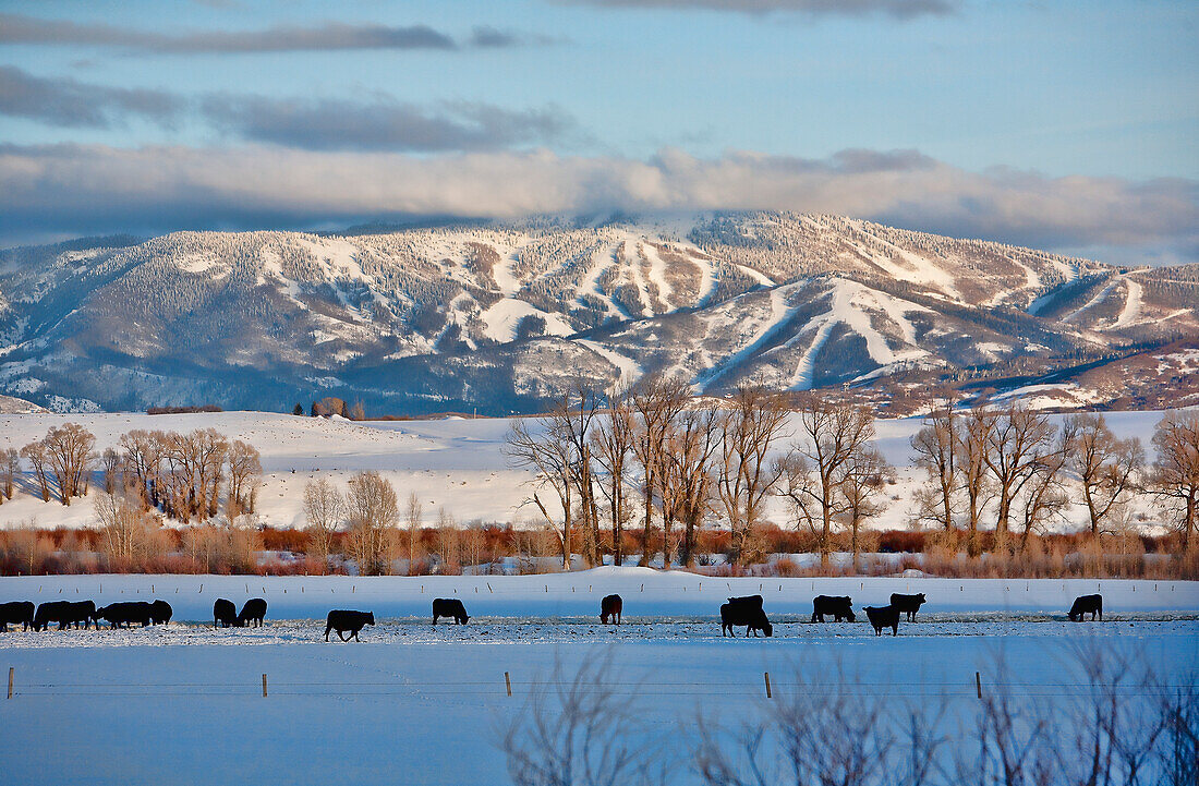 Cows grazing in a snow covered field with the Steamboat Springs Ski Area in the background; Steamboat Springs, Colorado, United States of America