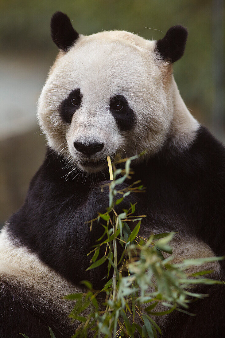 Giant Panda (Ailuropoda melanoleuca) eating bamboo in the zoo in Shanghai, China; Shanghai, China