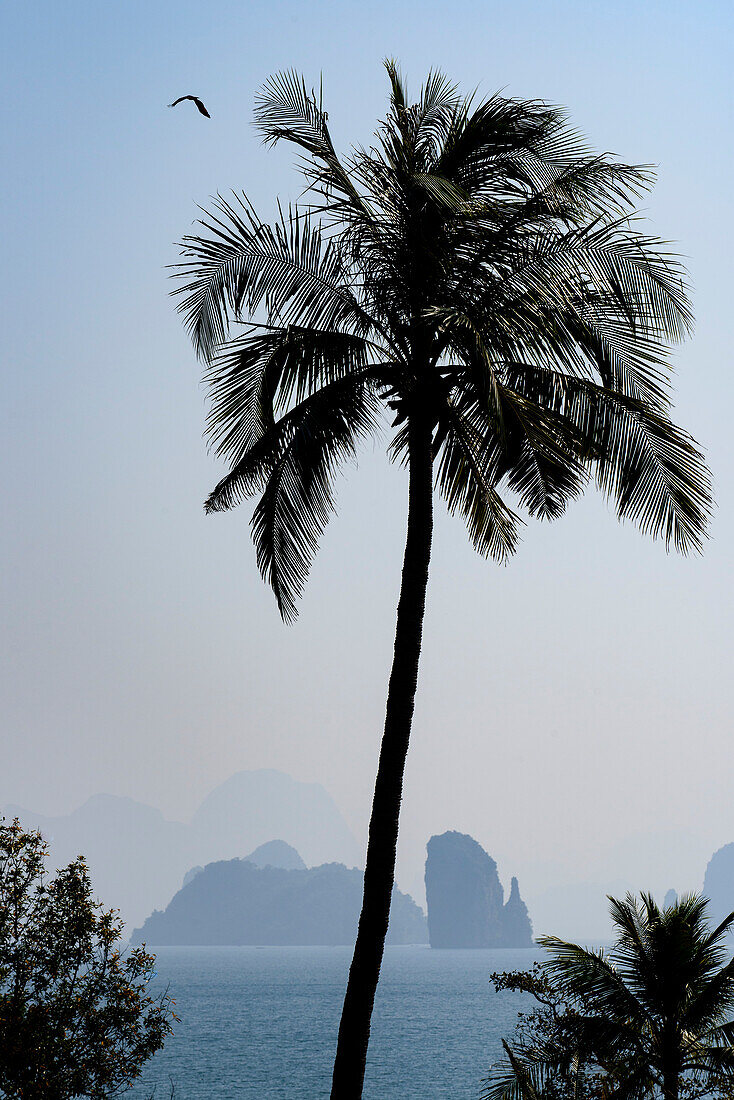 Palm tree, bird and karst formations show tropical beauty in Phang nga Bay; Thailand