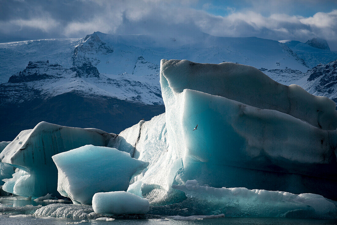Seevogel fliegt gegen die massiven Eisberge mit schneebedeckten Bergen im Hintergrund an der Jokulsarlon Gletscherlagune; Vatnajokull National Park, Island