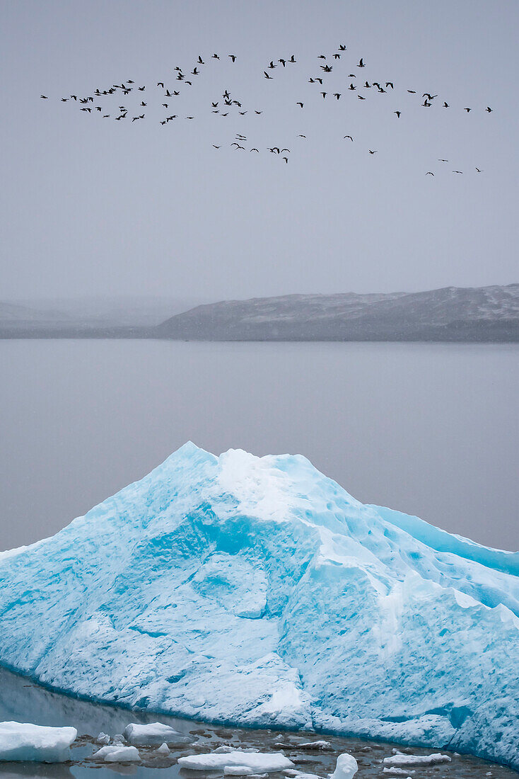 Flock of birds flying over lagoon with blue iceberg in the Jokulsarlon glacial lagoon on a foggy day; Vatnajokull National Park, Iceland