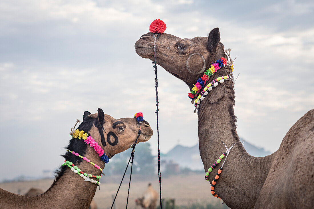 Camels (Camelus) at the Puskar Camel Fair; Pushkar, Rajasthan, India