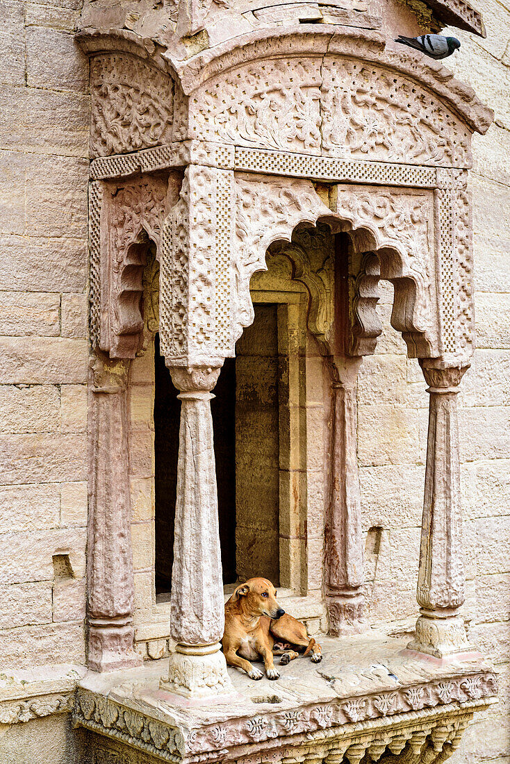 Hund ruht sich auf einer alten Stufe oberhalb der Stadt Jodhpur aus; Jodhpur, Rajasthan, Indien