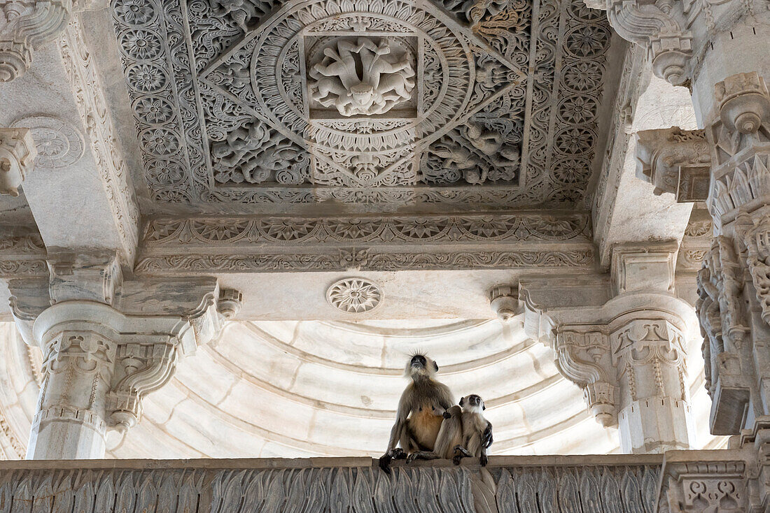 Affen ruhen sich auf einem Innenbalkon unter einer kunstvoll geschnitzten Decke im Jain-Tempel in Ranakpur aus; Ranakpur, Rajasthan, Indien