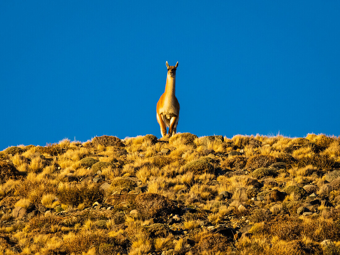 Hilltop sentry on the look out, a guanaco (Lama guanicoe) standing guard overlooking the landscape and watching for predators against a blue sky at twilight; Torres del Paine National Park, Patagonia, Chile