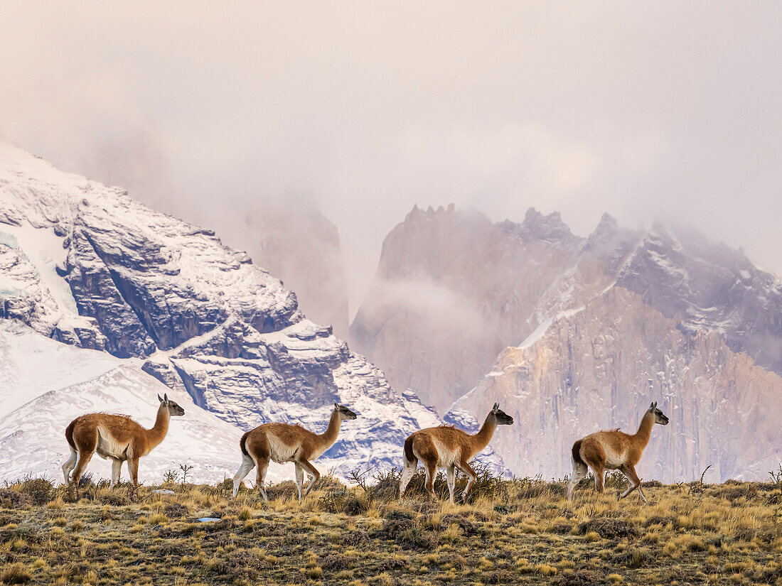Winterszene, Guanakos (Lama guanicoe) im Torres del Paine National Park; Patagonien, Chile