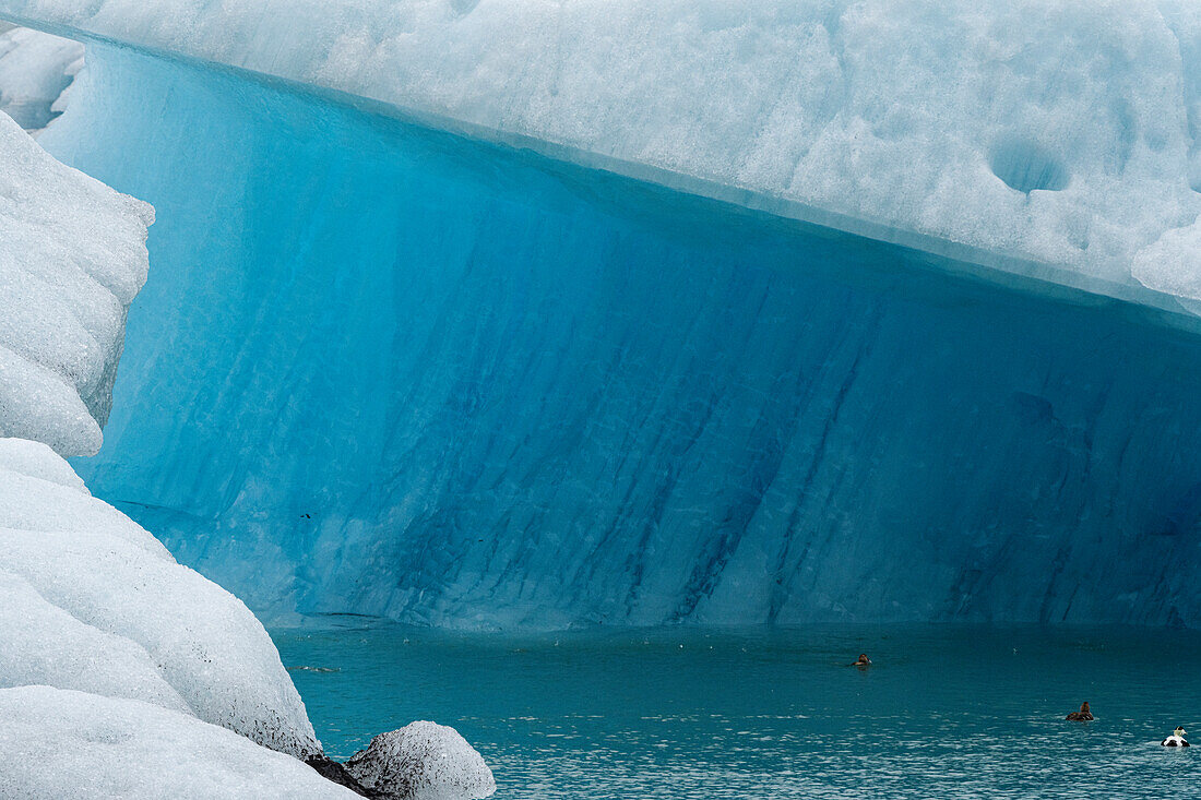 Ducks swim in the glacial waters of the Jökulsárlón Glacier Lagoon next to beautiful icebergs and amazing, blue ice shapes, located at the south end of the famous Icelandic glacier Vatnajökull in Southern Iceland; South Iceland, Iceland