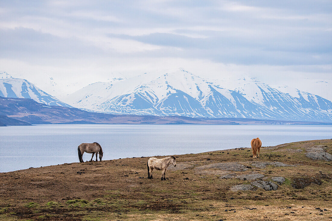 Islandpferde stehen in der beeindruckenden Landschaft von Island; Island