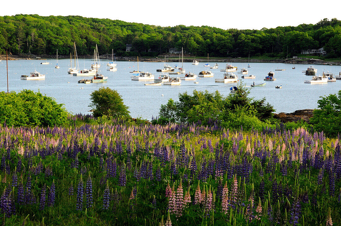 Field of flowering lupines in front of a boat-filled Round Pond.; Round Pond, Maine.