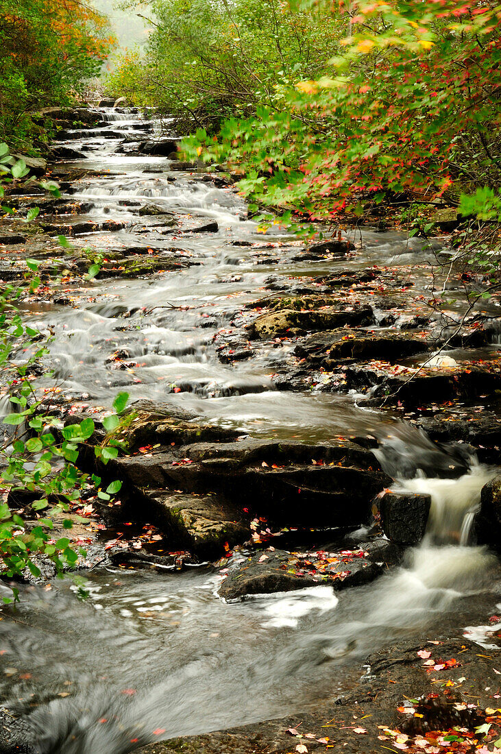 Landschaftlicher Blick auf den Duck Brook im Acadia National Park im Herbst; Acadia National Park, Mount Desert Island, Maine.