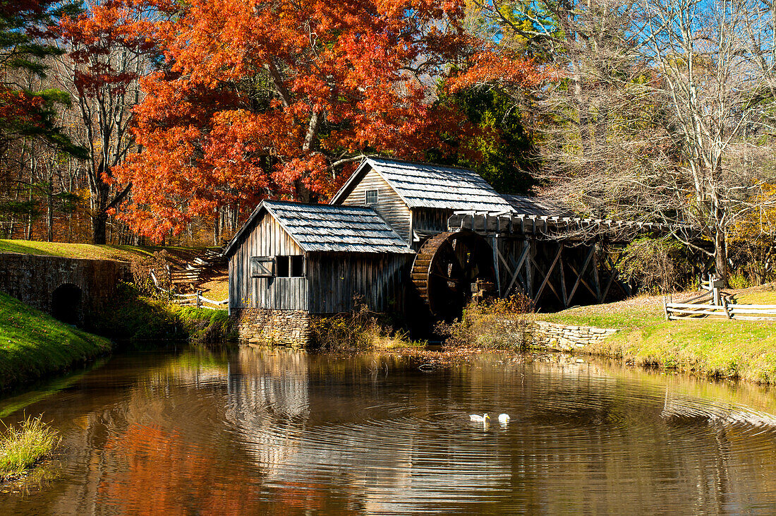 Ducks swimming in a pond at an old grist mill in an autumn landscape.; Mabry Mill, Meadows of Dan, Virginia.