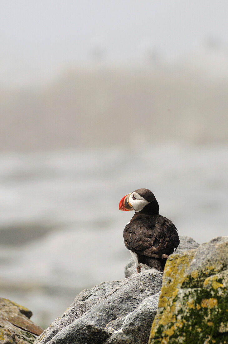 An Atlantic puffin looks out from its rock outcropping.; Machias Seal Island, Maine.