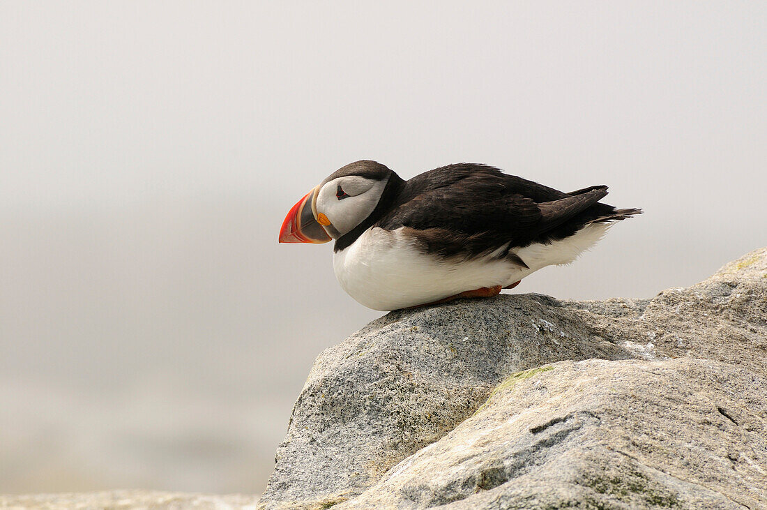 Ein Papageientaucher ruht an einem nebligen Morgen auf einem Felsen; Machias Seal Island, Maine.