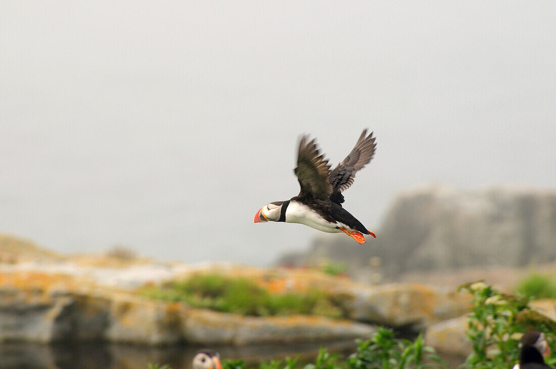 An Atlantic puffin in flight.; Machias Seal Island, Maine.