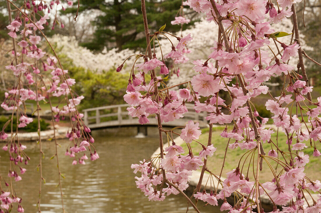 Japanischer Garten mit weinenden Higan-Kirschblüten im Vordergrund; Roger Williams Park, Providence, Rhode Island.