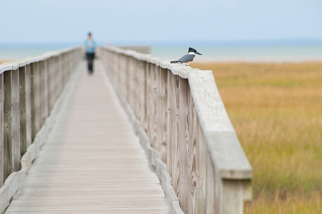 Ein weiblicher Eisvogel auf dem Geländer einer Uferpromenade; Yarmouth, Cape Cod, Massachusetts.