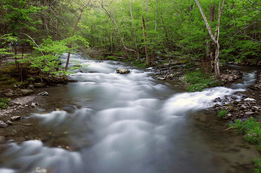 The Little River rushing through a forest with lush new spring growth.; Little River, Great Smoky Mountains National Park, Tennessee.