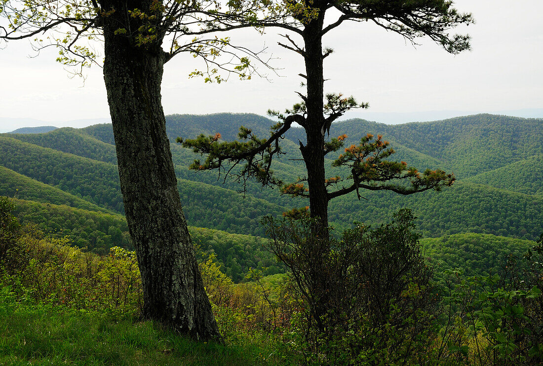 Blick auf den Shenandoah Berg im Frühling; Shenandoah National Park, Virginia.