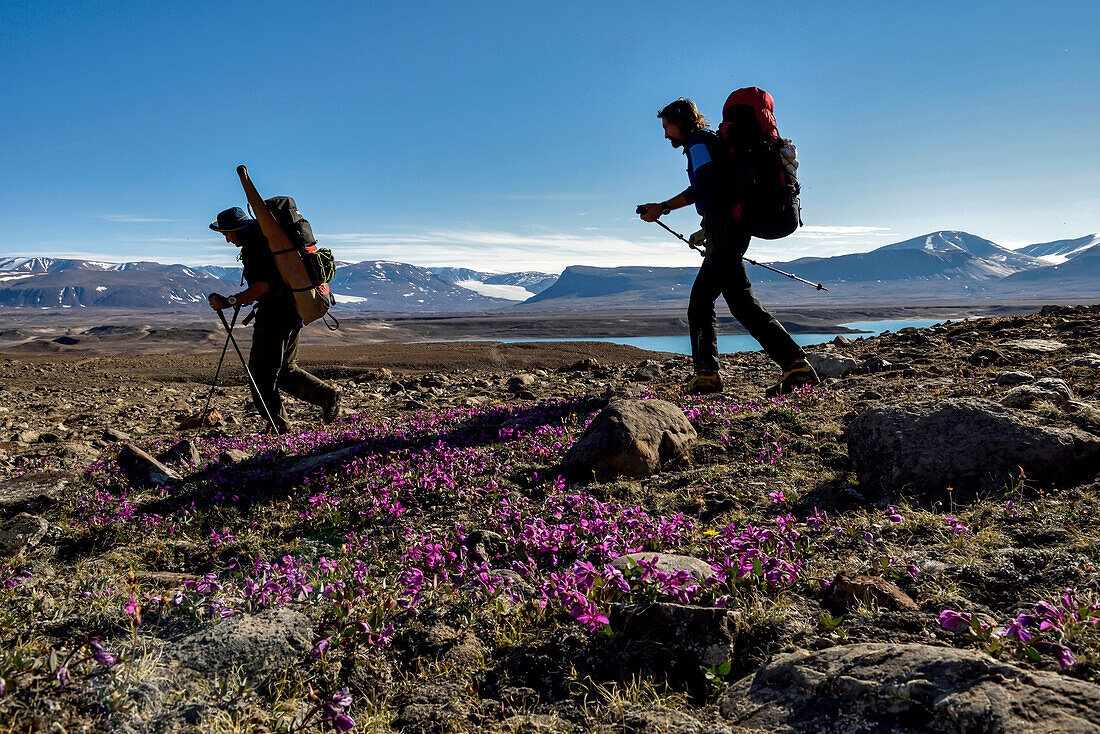 Team members of a climate change expedition in Greenland are hiking along Vandredalen, a huge open valley, much larger than Grottedalen, to explore the valley of caves. Wild pink flowers grow out from mosses on the ground; Greenland