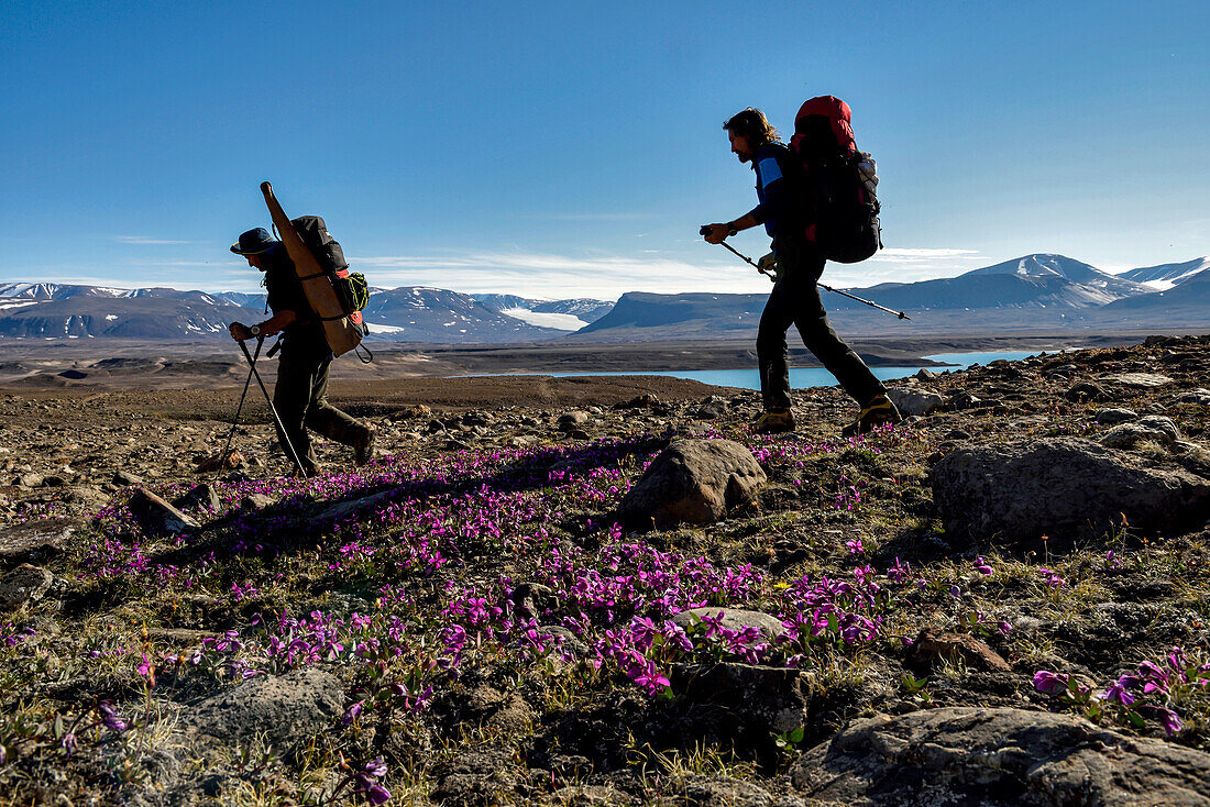 Teammitglieder einer Expedition zum Klimawandel in Grönland wandern durch das Vandredalen, ein riesiges offenes Tal, das viel größer ist als das Grottedalen, um das Höhlental zu erkunden. Wilde rosa Blumen wachsen aus Moosen auf dem Boden; Grönland