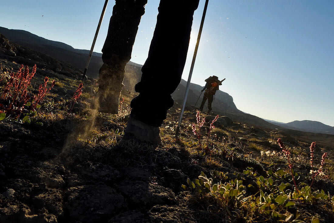 Expeditionsteilnehmer, die wissenschaftliche Ausrüstung zum Lager schleppen, kommen an wilden rosa Blumen vorbei, die aus Moosen wachsen.