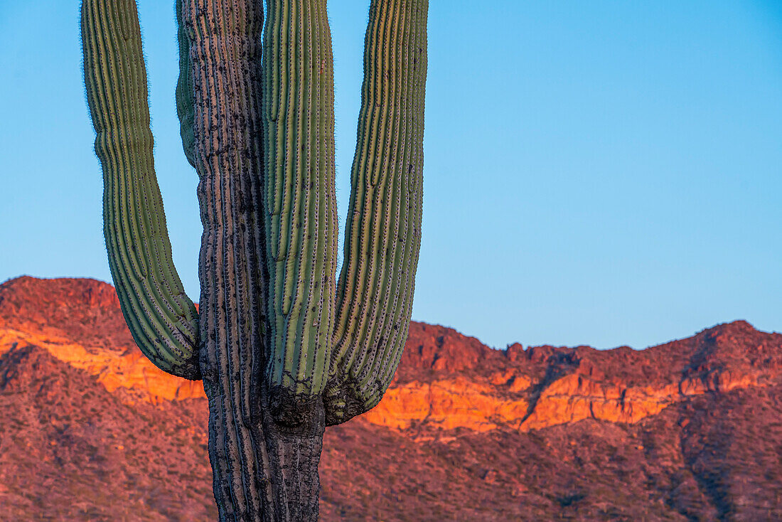 Close-up of a saguaro cactus (Carnegiea gigantea) with the golden sunlight of twilight casting an orange hue on the mountains in the background under a blue sky; Phoenix, Arizona, United States of America