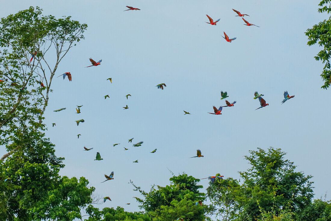 Bunte Papageien (Psittaciformes) fliegen über den Amazonas; Puerto Maldonado, Madre de Dios, Peru