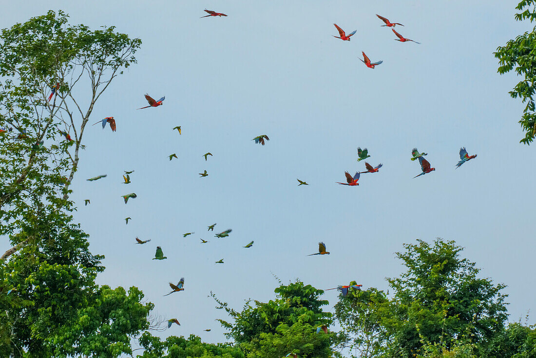 Colorful parrots (Psittaciformes) flying over the Amazon; Puerto Maldonado, Madre de Dios, Peru