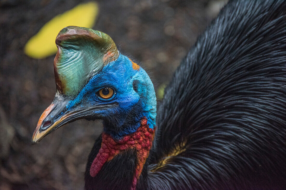 Close-up portrait of a Northern Cassowary (Casuarius unappendiculatus) in the Nature Park of Port Moresby, Papua New Guinea. It is one of the three living species of cassowary and has hard and stiff black plumage, blue facial skin and a casque on top of the head; Port Moresby, Papua New Guinea