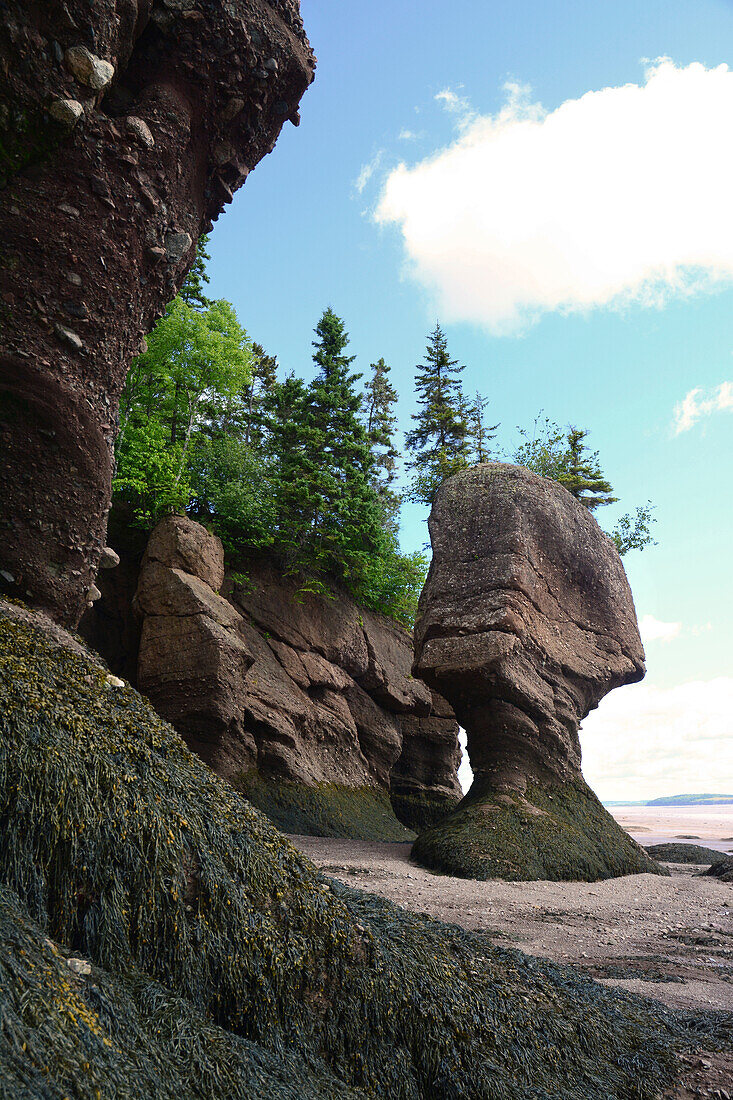 Blumentopfförmige Felsen, die durch Erosion aufgrund der extremen Gezeiten in der Bay of Fundy entstanden sind; Hopewell Cape, New Brunswick, Kanada.