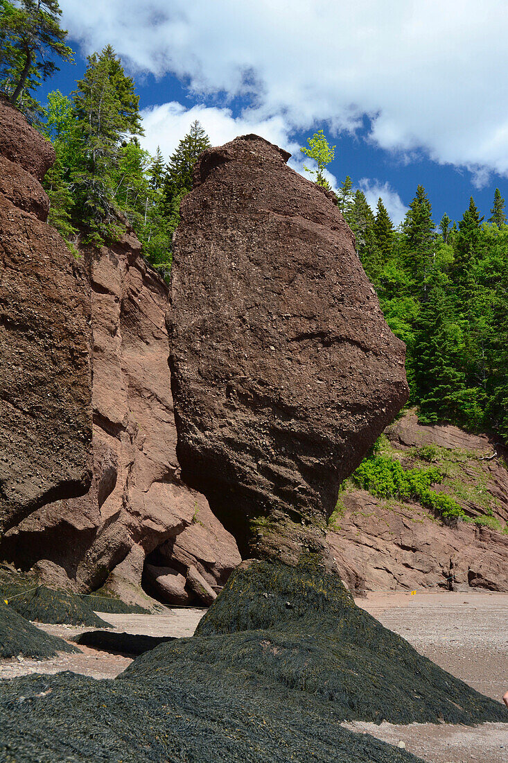 Flowerpot shaped rocks carved by erosion due to the extreme tides of the Bay of Fundy.; Hopewell Cape, New Brunswick, Canada.