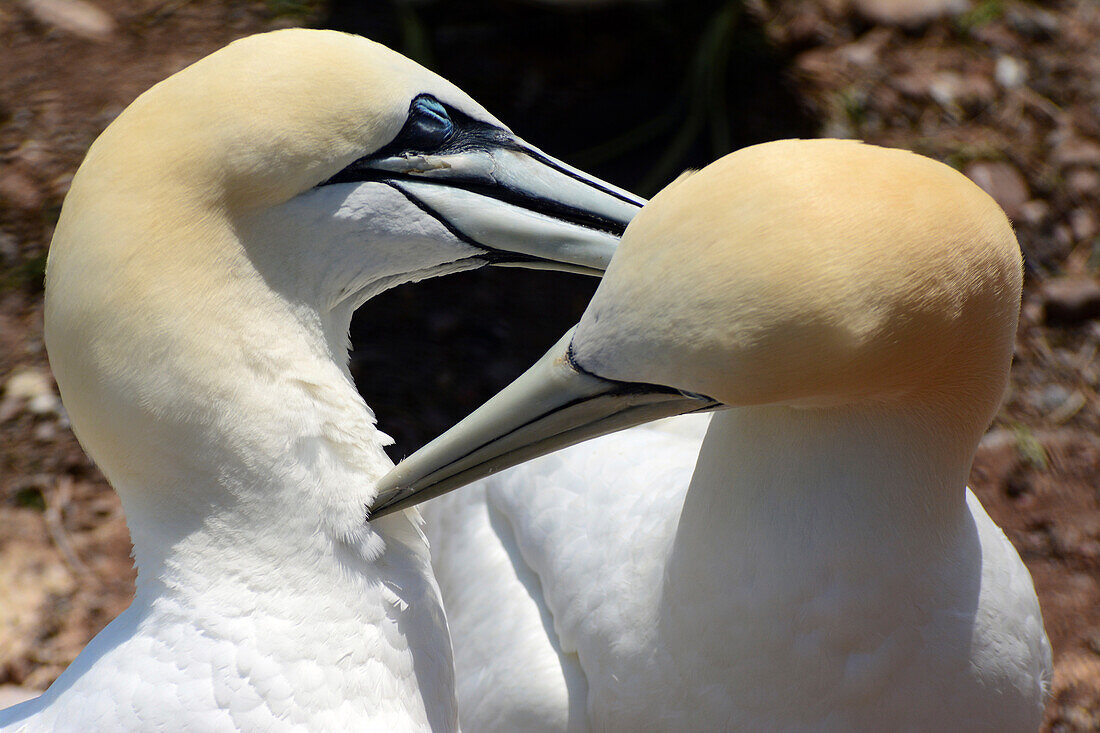 A mated pair of northern gannets preen each other on their nest.; Bonaventure Island, Quebec, Canada.