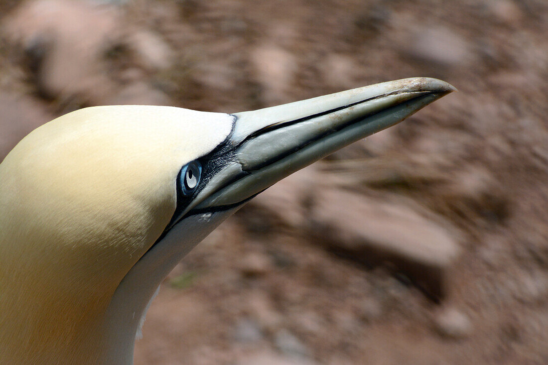 Porträt eines Basstölpels an seinem Nest auf Bonaventure Island; Bonaventure Island, Quebec, Kanada.