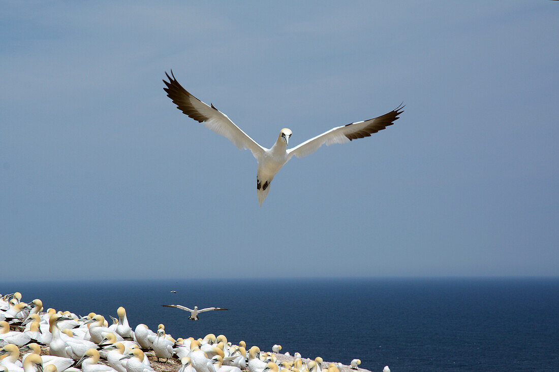 A northern gannet takes flight over a colony of nesting gannets on cliff edge.; Bonaventure Island, Quebec, Canada.